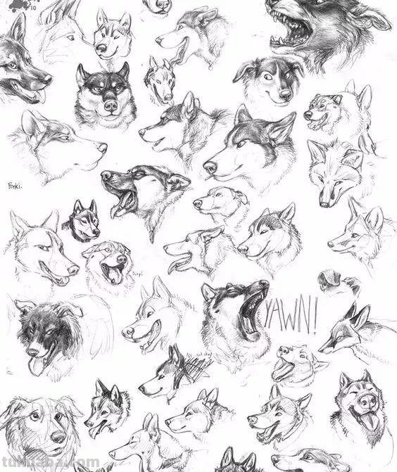 老王整理了一些动物速写资料，拿去临摹