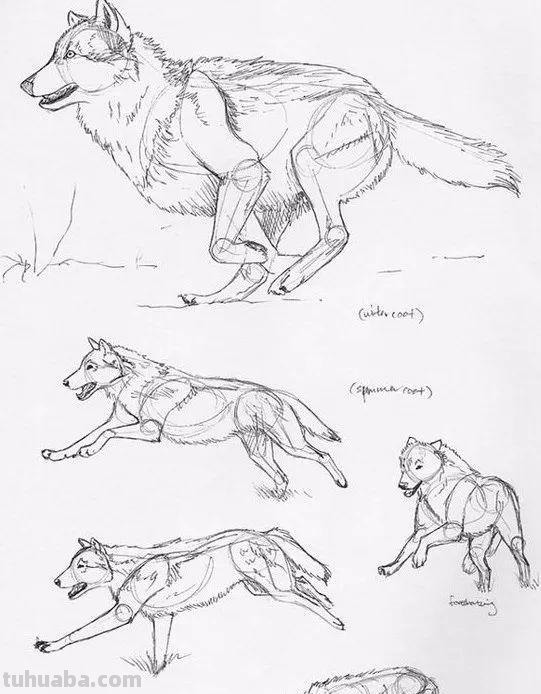 老王整理了一些动物速写资料，拿去临摹