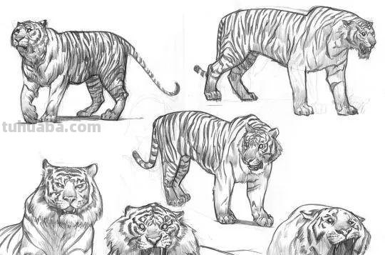 老王整理了一些动物速写资料，拿去临摹