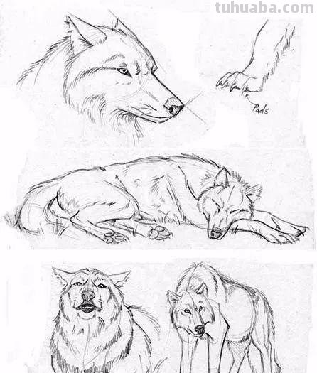 老王整理了一些动物速写资料，拿去临摹