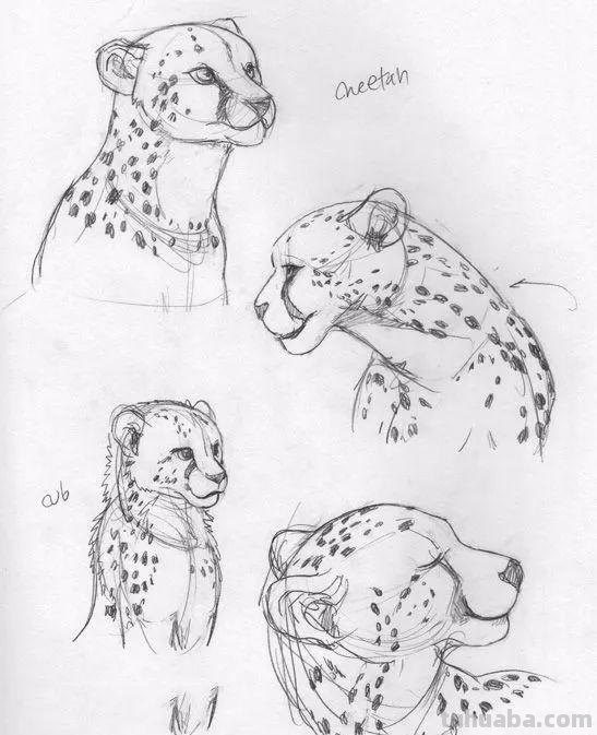 老王整理了一些动物速写资料，拿去临摹