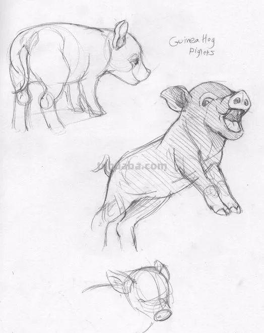 老王整理了一些动物速写资料，拿去临摹