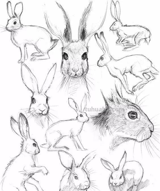 老王整理了一些动物速写资料，拿去临摹