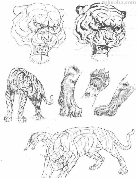 老王整理了一些动物速写资料，拿去临摹