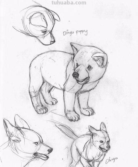 老王整理了一些动物速写资料，拿去临摹