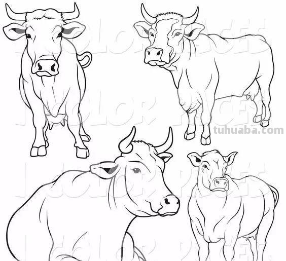 老王整理了一些动物速写资料，拿去临摹