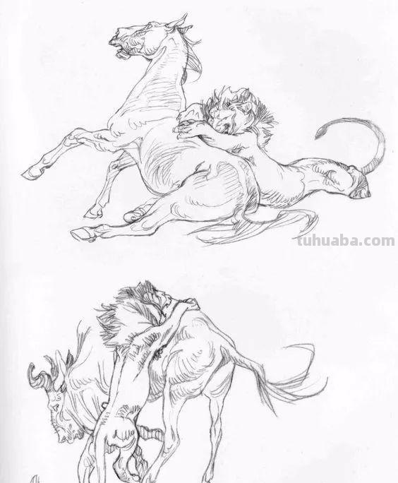 老王整理了一些动物速写资料，拿去临摹