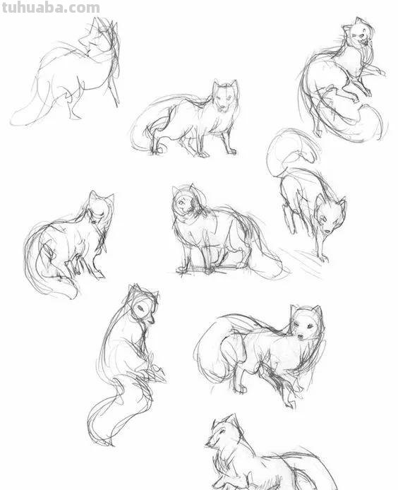 老王整理了一些动物速写资料，拿去临摹