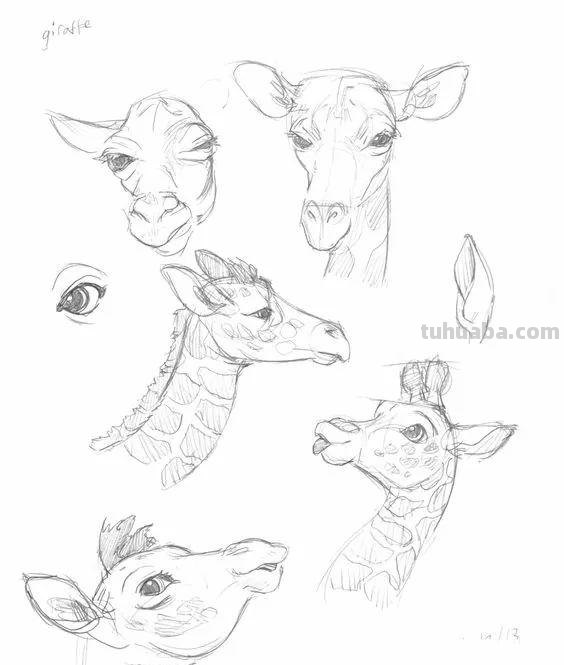 老王整理了一些动物速写资料，拿去临摹