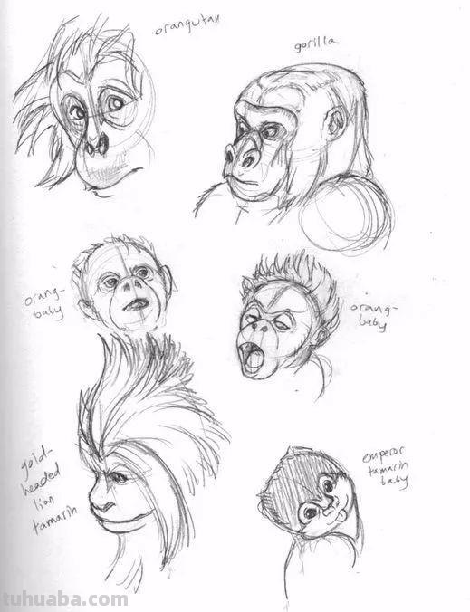 老王整理了一些动物速写资料，拿去临摹