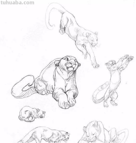 老王整理了一些动物速写资料，拿去临摹