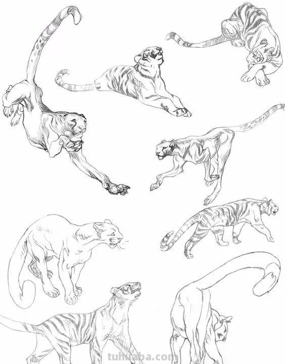 老王整理了一些动物速写资料，拿去临摹