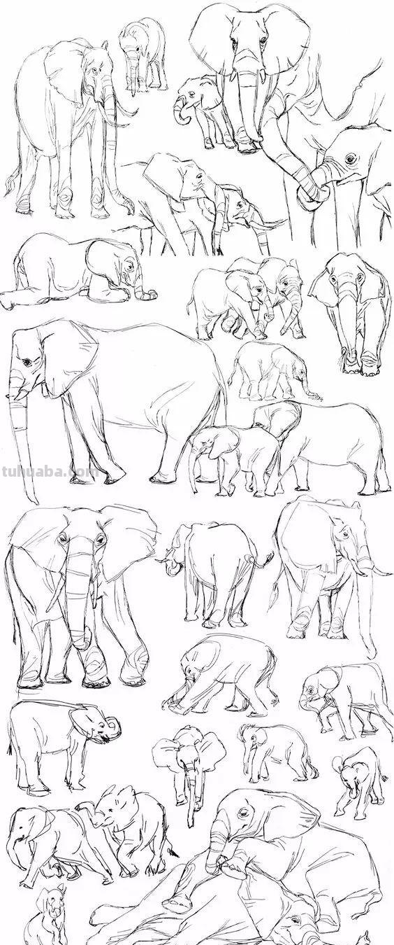 老王整理了一些动物速写资料，拿去临摹