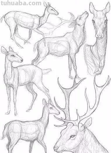 老王整理了一些动物速写资料，拿去临摹