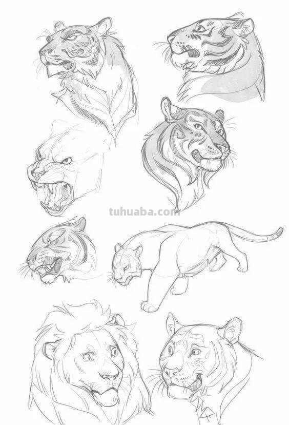 老王整理了一些动物速写资料，拿去临摹