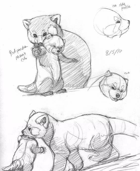 老王整理了一些动物速写资料，拿去临摹