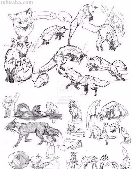 老王整理了一些动物速写资料，拿去临摹