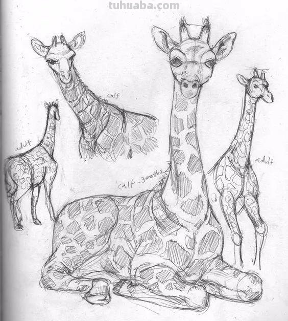 老王整理了一些动物速写资料，拿去临摹