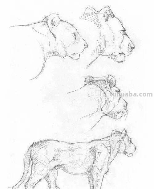 老王整理了一些动物速写资料，拿去临摹