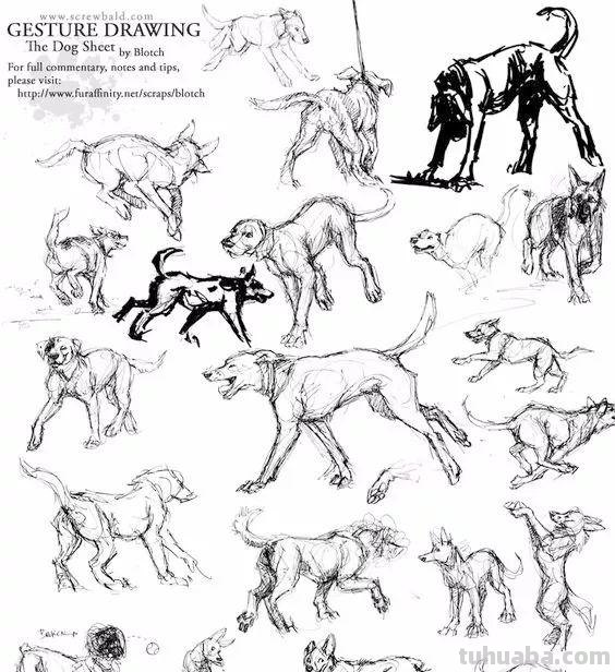 老王整理了一些动物速写资料，拿去临摹
