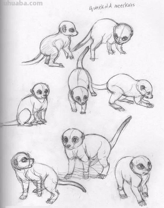 老王整理了一些动物速写资料，拿去临摹