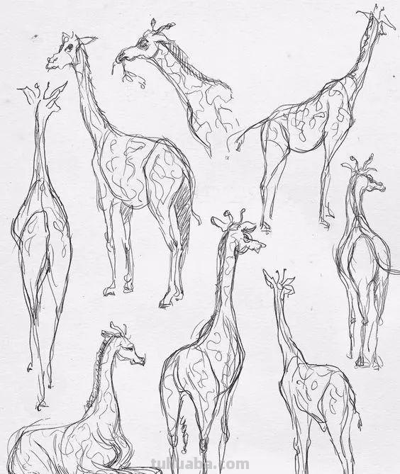 老王整理了一些动物速写资料，拿去临摹