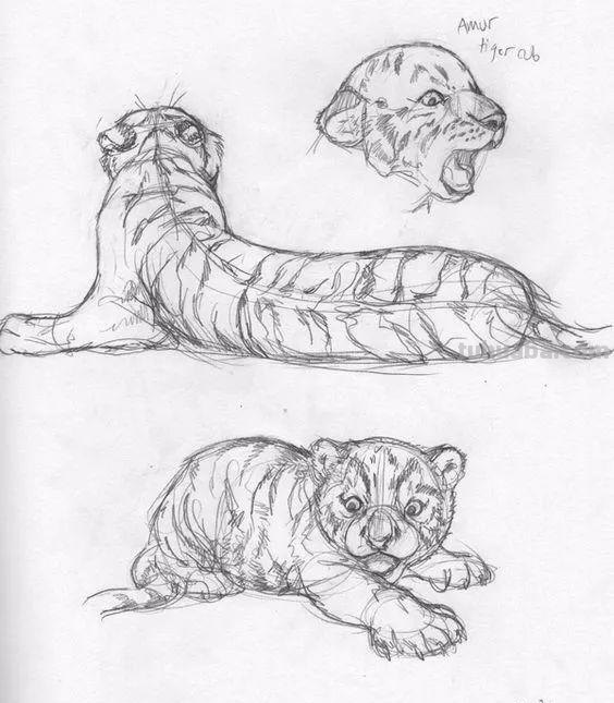 老王整理了一些动物速写资料，拿去临摹