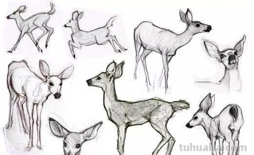 老王整理了一些动物速写资料，拿去临摹