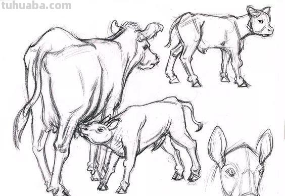 老王整理了一些动物速写资料，拿去临摹