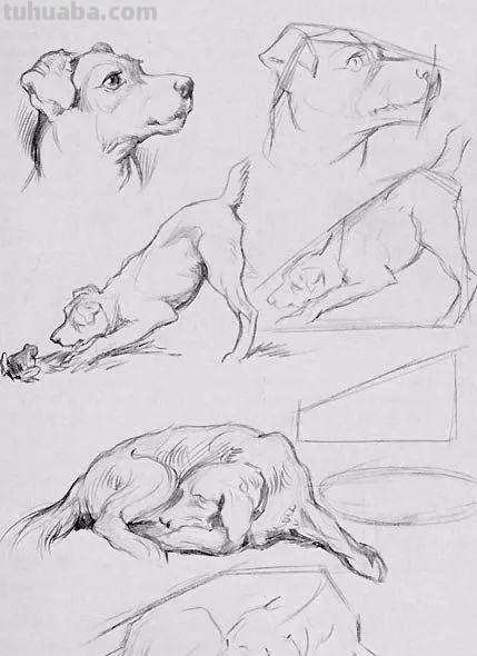 老王整理了一些动物速写资料，拿去临摹