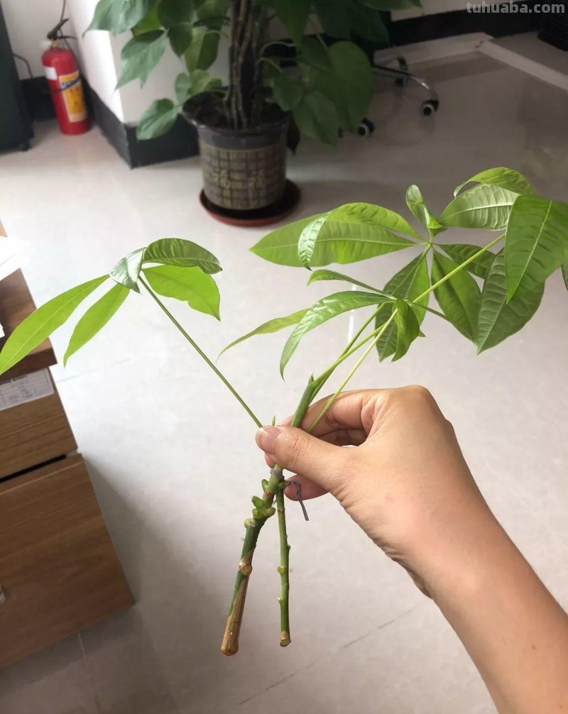 发财树养一盆就够了，剪个枝插碰里，半月生出大白根