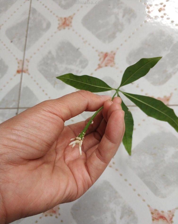 发财树养一盆就够了，剪个枝插碰里，半月生出大白根
