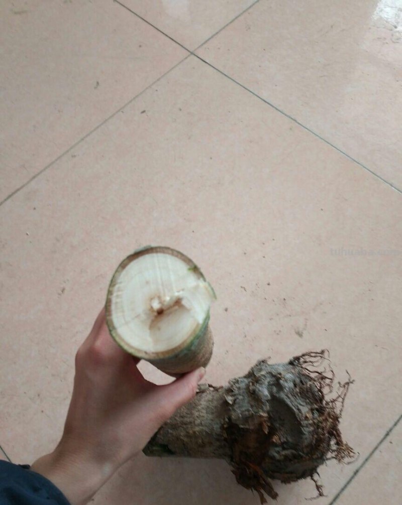 发财树养一盆就够了，剪个枝插碰里，半月生出大白根