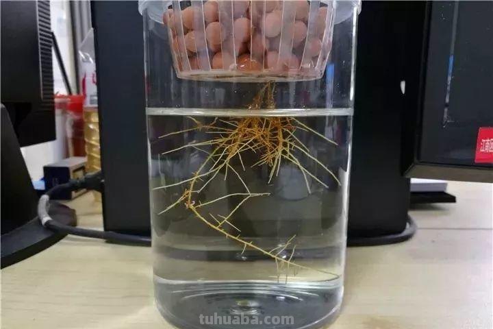 发财树养一盆就够了，剪个枝插碰里，半月生出大白根