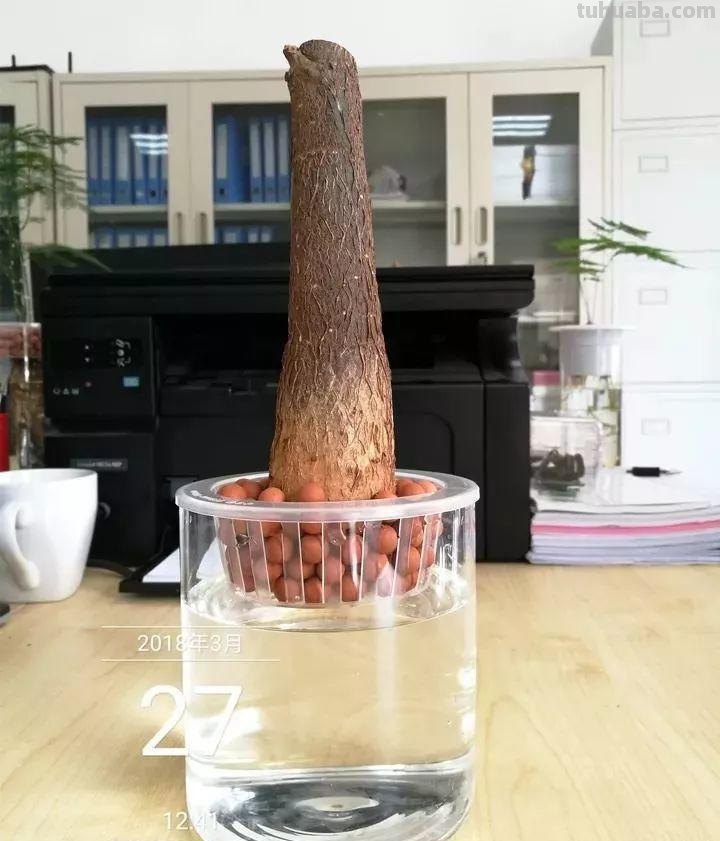 发财树养一盆就够了，剪个枝插碰里，半月生出大白根