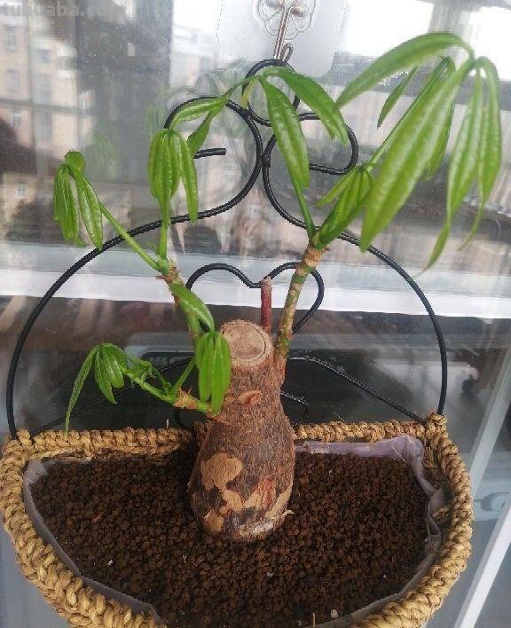 发财树养一盆就够了，剪个枝插碰里，半月生出大白根