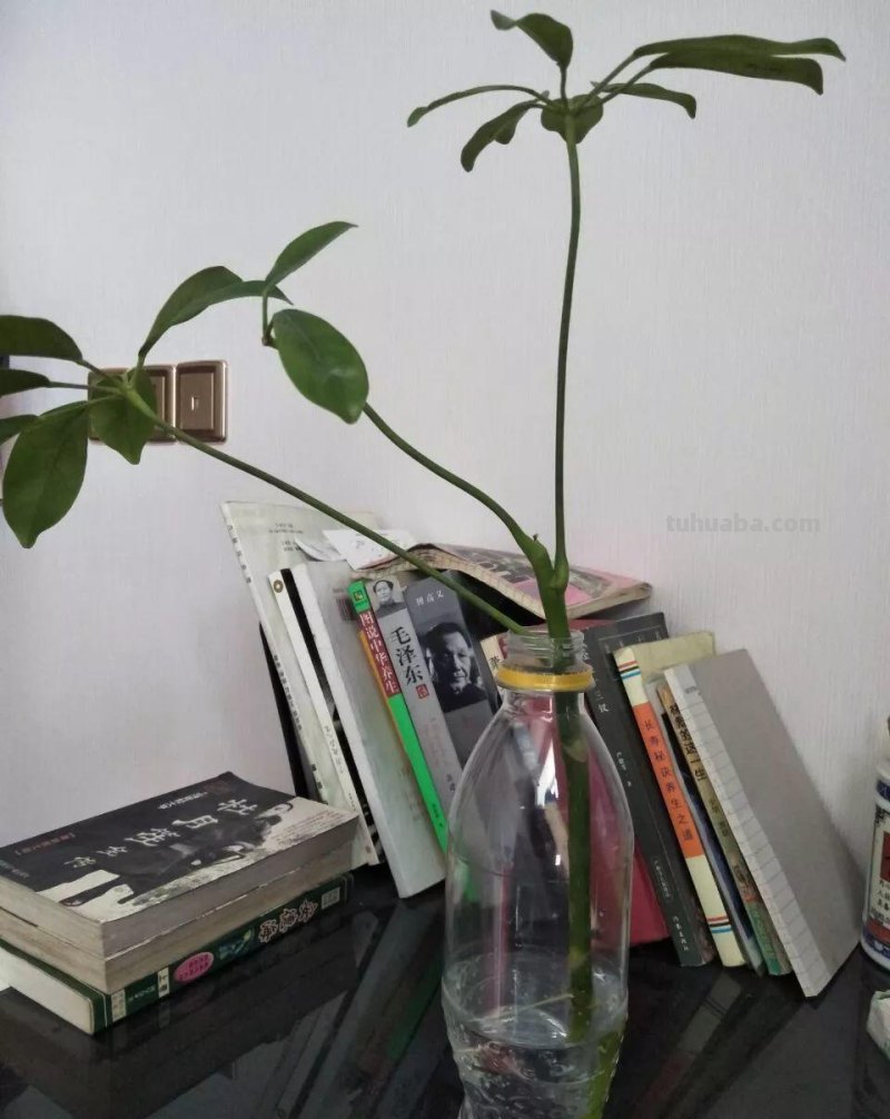 发财树养一盆就够了，剪个枝插碰里，半月生出大白根