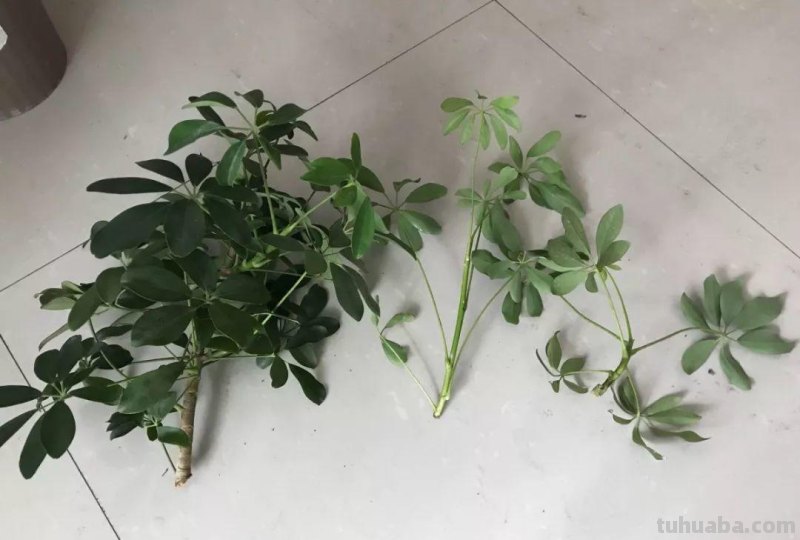 发财树养一盆就够了，剪个枝插碰里，半月生出大白根