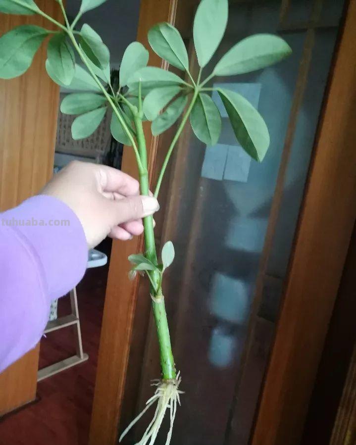 发财树养一盆就够了，剪个枝插碰里，半月生出大白根