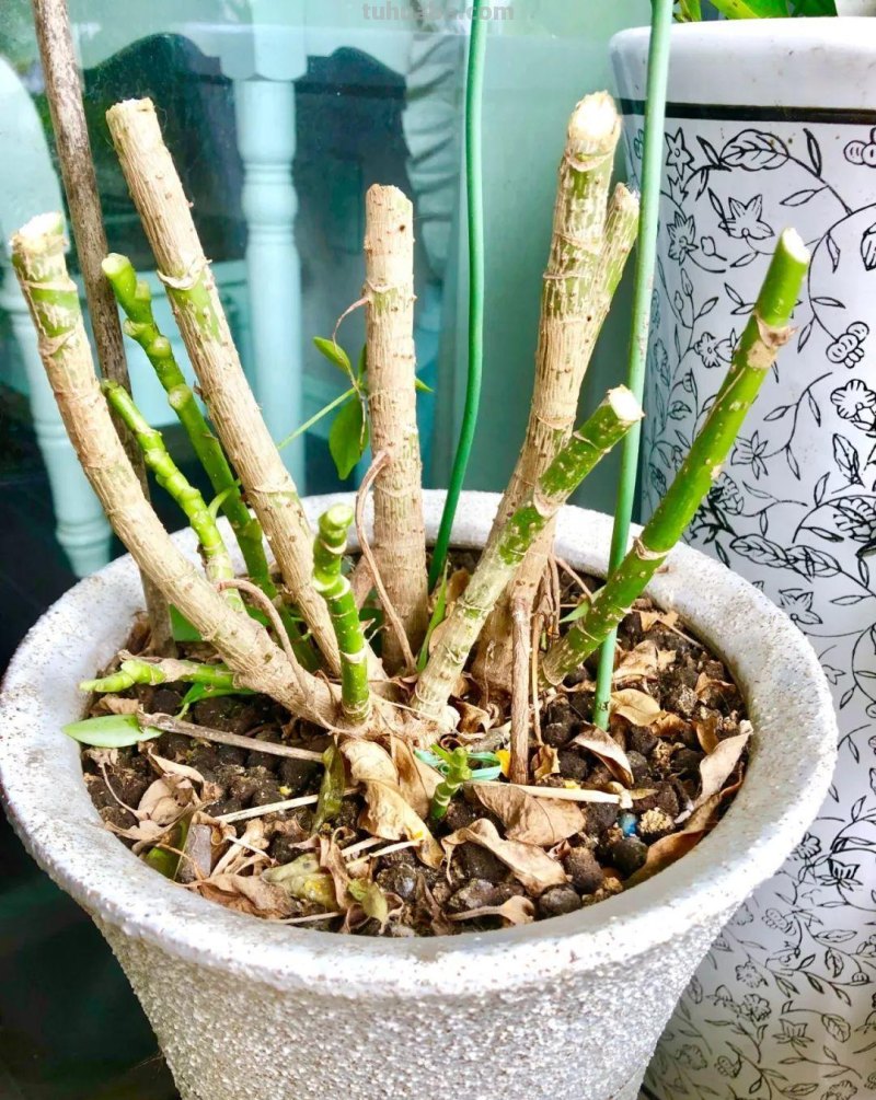 发财树养一盆就够了，剪个枝插碰里，半月生出大白根