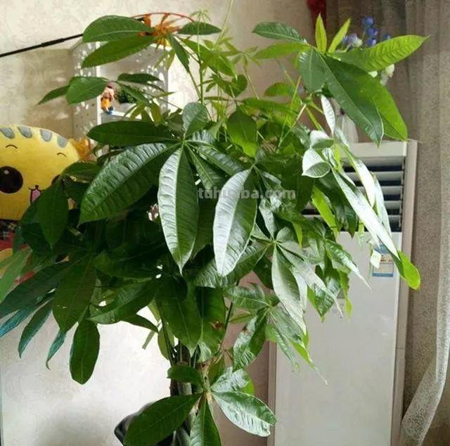 一年四季养护发财树的方法，学会这几点，发财树叶子绿油油