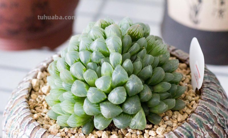 20种非常漂亮的多肉，比花还美