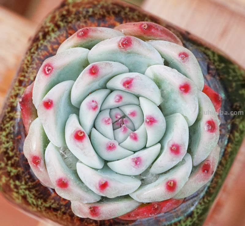 20种非常漂亮的多肉，比花还美