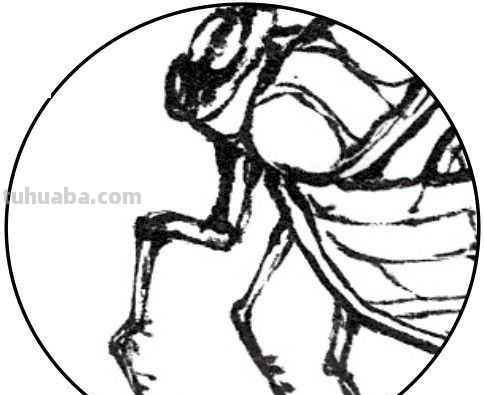 中国画零基础入门教程：分步骤讲解十三种不同虫类的绘画方法