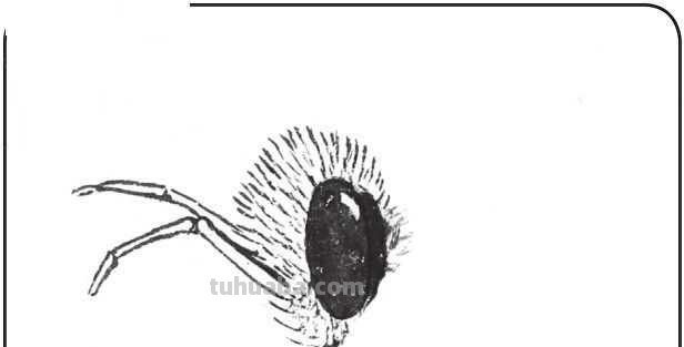 中国画零基础入门教程：分步骤讲解十三种不同虫类的绘画方法