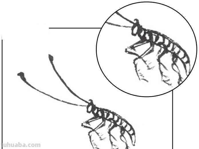 中国画零基础入门教程：分步骤讲解十三种不同虫类的绘画方法