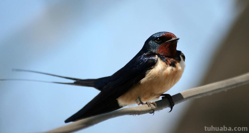 儿童简笔画精选「鸟」-燕子(Swallow)的绘画步骤 儿童简笔画精选「鸟」-燕子(Swallow)的绘画步骤