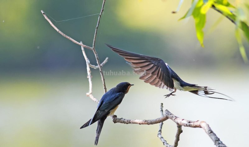 儿童简笔画精选「鸟」-燕子(Swallow)的绘画步骤 儿童简笔画精选「鸟」-燕子(Swallow)的绘画步骤
