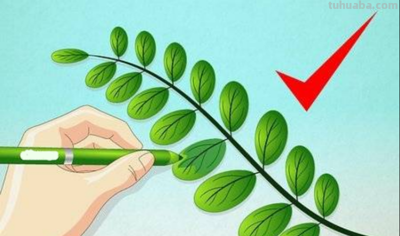 如何画树叶 如何画树叶简笔画