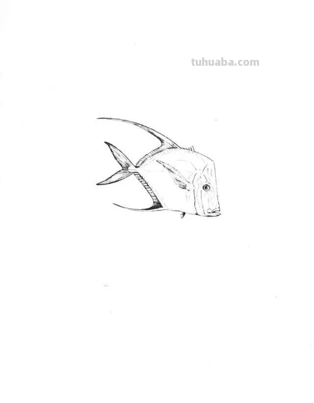 简笔画大全：50种海洋生物画法